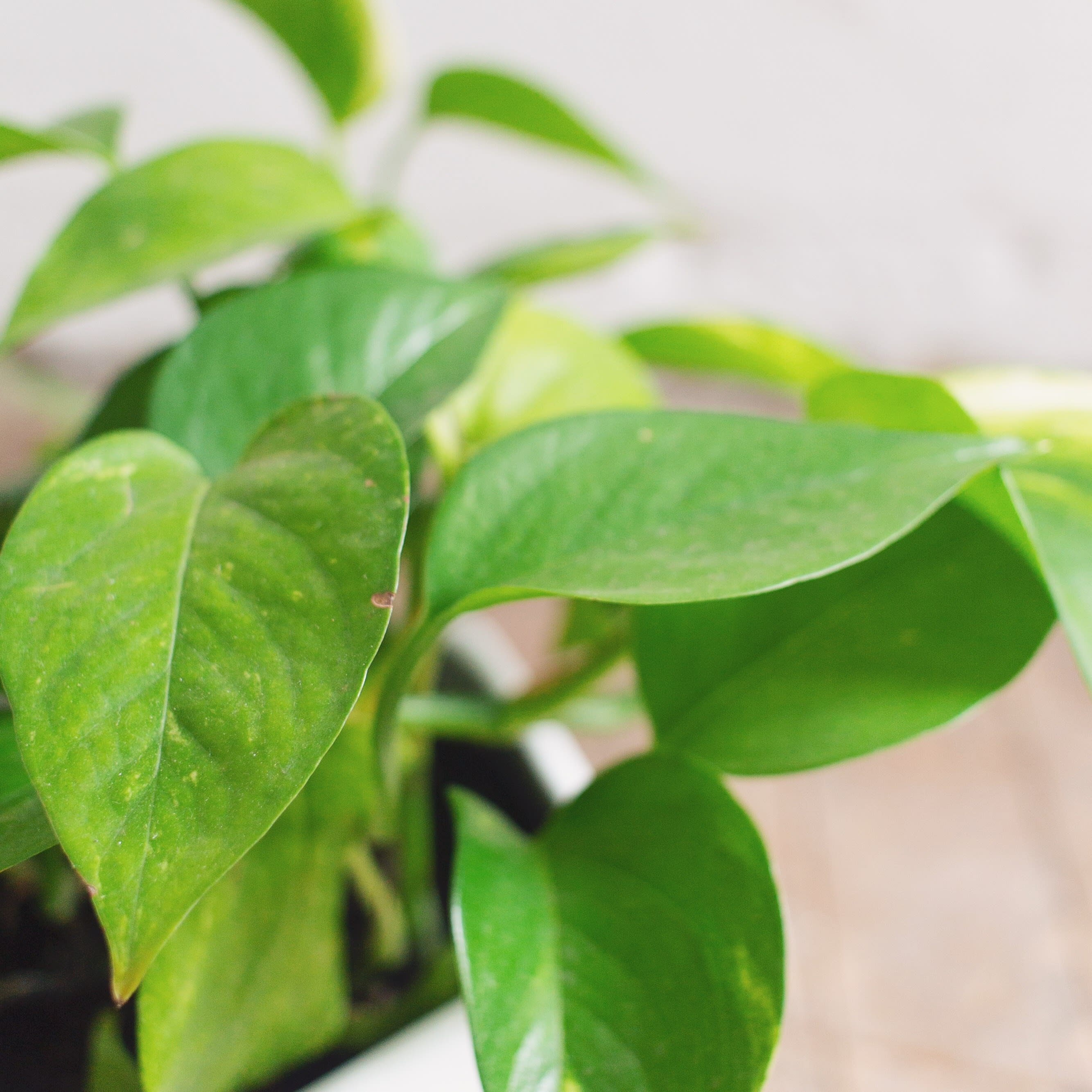 Pothos Miami Variegata - Imagen 3